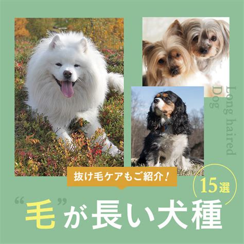 毛長|【毛が長い犬15選】大型犬から小型犬の毛が長い犬・。